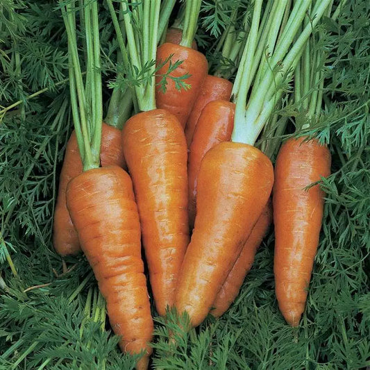 Chantenay Red Cored Carrot Seeds - 1000+ Non-GMO Vegetable Seeds - Daucus carota - USA Seller, Free Shipping