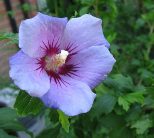 Blue Bird Hibiscus Starter Plant 7L - Rose of Sharon - Althea - Flowering Shrub for Garden Landscaping