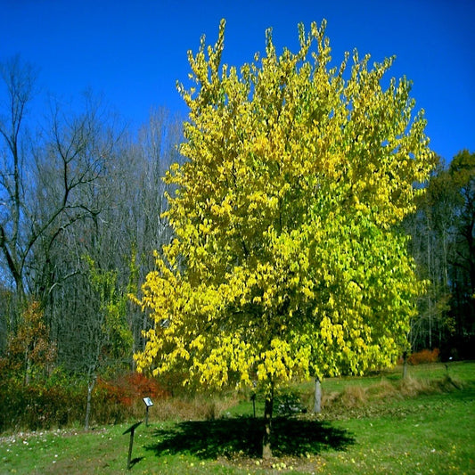 Osage Orange Tree Seeds 20 Pack Maclura Pomifera Hedge Apple Fast Hardy Monkey Ball