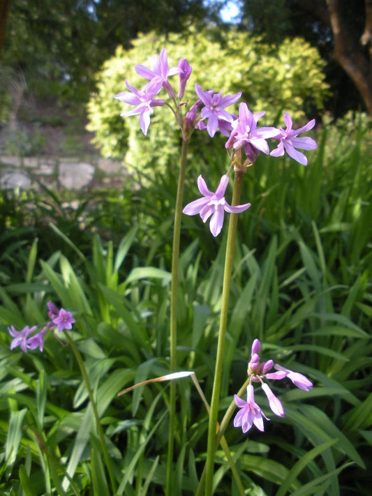Society Garlic Seeds - 15 Pack - Edible Perennial Flower - Tulbaghia violacea - GroCo