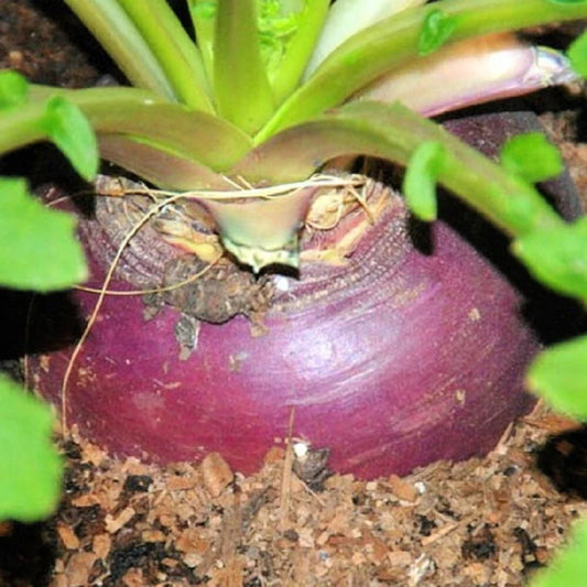 Rutabaga Seeds | NON-GMO | Heirloom Laurentian Variety | Brassica napus