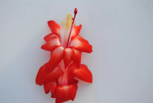 Christmas Cactus Starter Plant - Small Santa Cruz - Schlumbergera Truncata - Healthy Well-Rooted Plant for Your Home