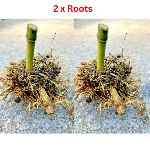 Live MOSO Bamboo Roots - 2 Pack - Approx 5 in Tall - Phyllostachys edulis