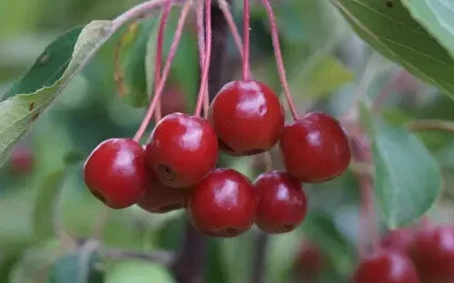 Siberian Crabapple Seeds - 25+ Count - Malus baccata - Ideal for Garden Planting - USA Grown