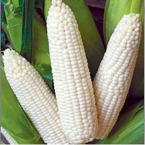 Heirloom White Corn Seeds 25 Ct Non-GMO Trucker's Favorite Vegetable Garden Zea mays