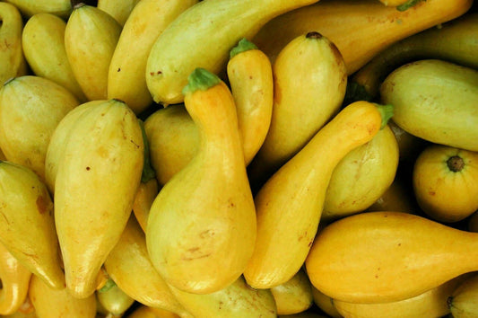 Crookneck Squash Seeds 30 Ct Golden Yellow Summer Vegetable Garden Cucurbita pepo