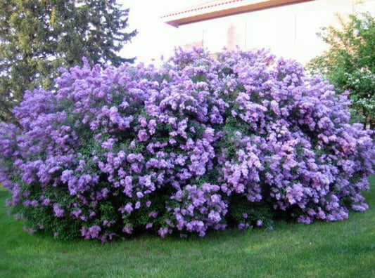Common Lilac Live Plant 4" Pot Cold Hardy Double Blue Syringa vulgaris