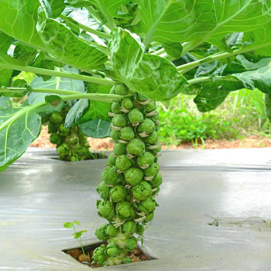 500 Diablo Brussels Sprouts Seeds for Garden Planting - Brassica oleracea - Heirloom Vegetable Seeds - USA