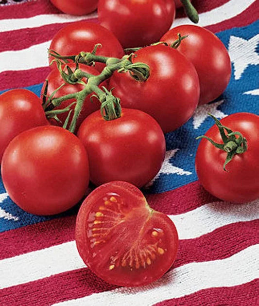 42 Day Tomato Seeds - Fastest Ripening Variety - 10+ Heirloom Seeds - Solanum lycopersicum