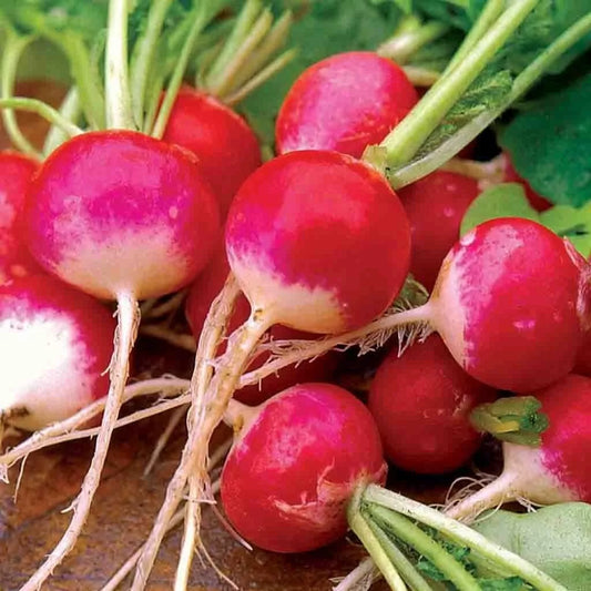 Sparkler Radish Seeds 200 Ct Heirloom NON-GMO Vegetable Garden Seeds Raphanus sativus