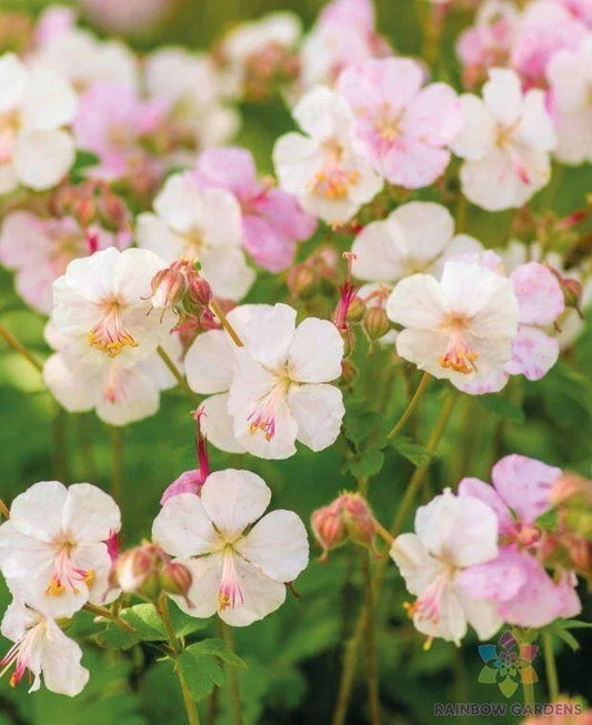 St. Ola Geranium Seeds - 25+ Pack for Garden Planting - Pelargonium x hortorum - USA