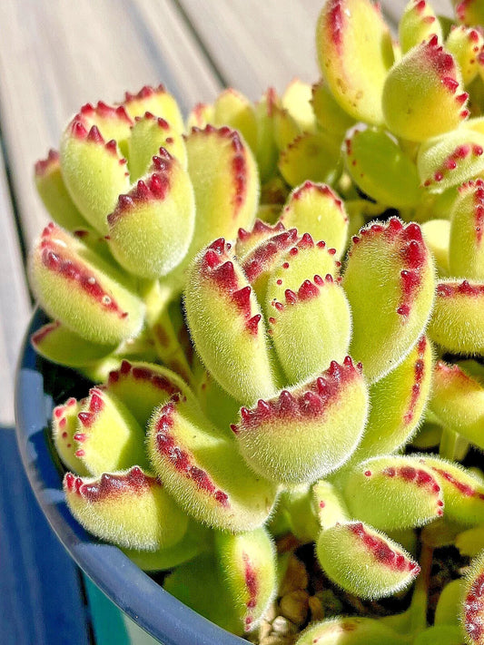 Cotyledon Variegated Bears Paw Succulent Cutting - 2-Inch Live Plant - Rare Unrooted Cutting