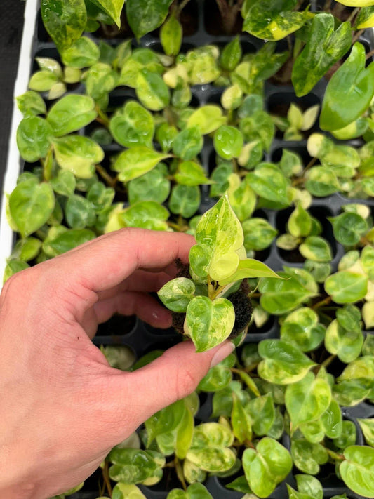 Philodendron Billietiae Variegated Starter Plug | Rare Indoor Plant | Unique Color Variation | Tropical Houseplant