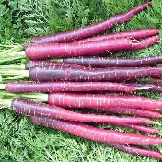 Cosmic Purple Carrot Seeds - Non-GMO Heirloom Vegetable - Daucus carota