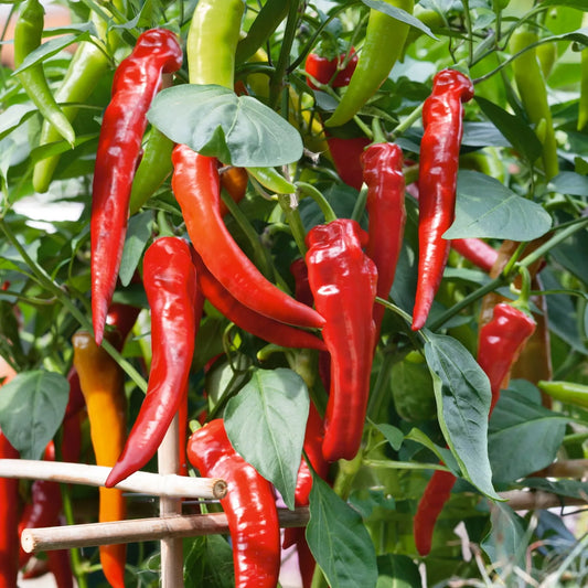 Cowhorn Hot Pepper Seeds 25+ Heirloom Capsicum Annuum Red Cayenne Vegetable Seeds for Home Garden