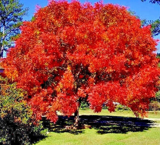 Chinese Pistachio Tree Seeds - 10 Hardy Seeds for Bonsai - Pistacia chinensis - Ideal for Gardening & Landscaping