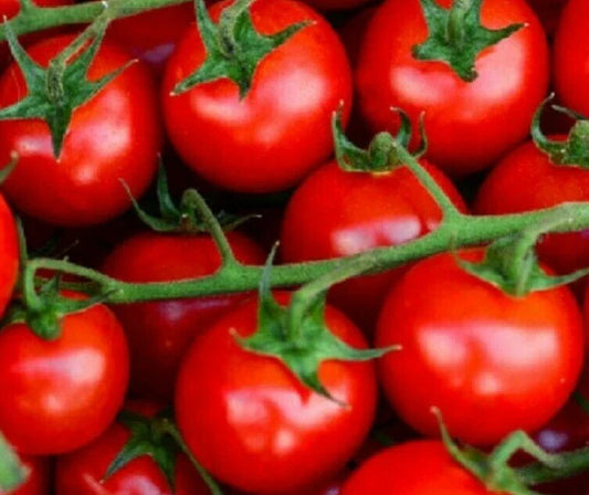 Large Red Cherry Tomato Seeds, 100+ Count, Indeterminate, Solanum lycopersicum, Garden Vegetables, Heirloom