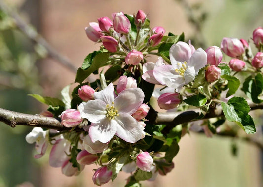 Apple Blossom Tree Seeds - Cassia javanica - 10 Seeds - Tropical Flowering Plant for Gardens and Landscaping
