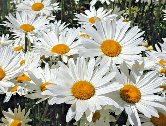 Shasta Daisy Seeds 200 Count, Hardy, Snow White Flowers with Yellow Center, Leucanthemum × superbum
