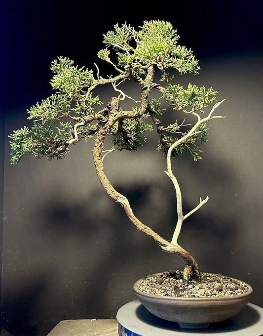 Shimpaku Bonsai Tree 18” Itoigawa Literati Jin/Shari in American Pot - Juniperus chinensis 'Itoigawa'