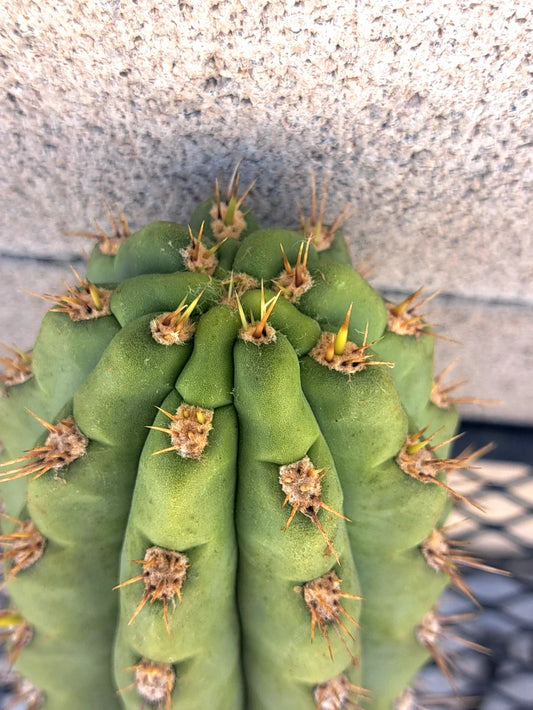 Cereus Cactus Cutting 8.5" Miscellaneous Variety - Perfect for Indoor Plant Lovers - Unique Succulent Cutting