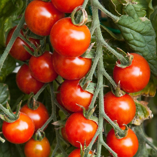 Small Red Cherry Tomato Seeds, NON-GMO, Garden Salad Variety, Lycopersicon esculentum, Free Shipping