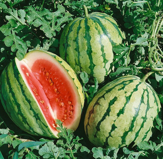 Sweet Dixie Queen Watermelon Seeds - 20 Pack - Quality Heirloom Variety - Citrullus lanatus