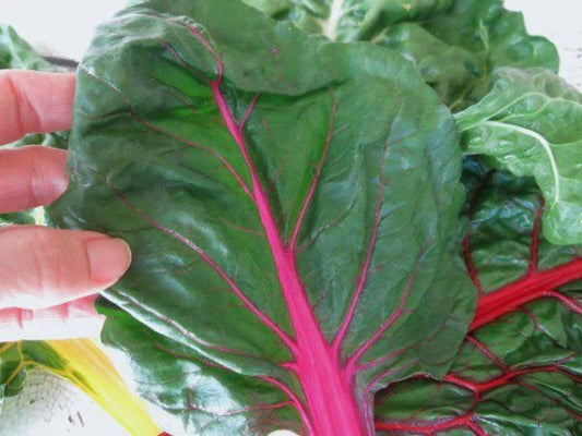 Ruby Red Swiss Chard Seeds - 50 Count Packet - Heavy Yielding, Ideal for Salads & Steamed Dishes - Beta vulgaris