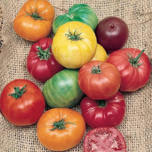 Rainbow Beefsteak Tomato Seeds - 30+ Heirloom Organic Non-GMO Varieties - Perfect for Home Gardening (Solanum lycopersicum)