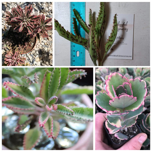 Kalanchoe Lavender Scallop Succulent Cut 4"-6" Bryophyllum Flapjack FangFelt Plant
