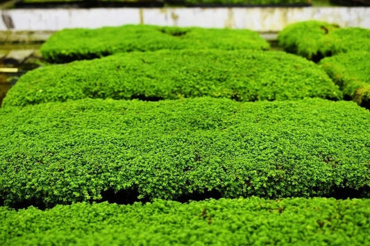 Dwarf Baby Tears Aquatic Plant Mats - 1 Portion with Heat Pack - Hemianthus callitrichoides
