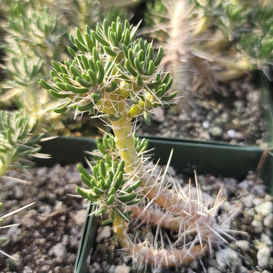 Maihuenia poeppigii Cactus Plant - Real Live Succulent, Unique Green Variety, Drought Tolerant Indoor/Outdoor Decor
