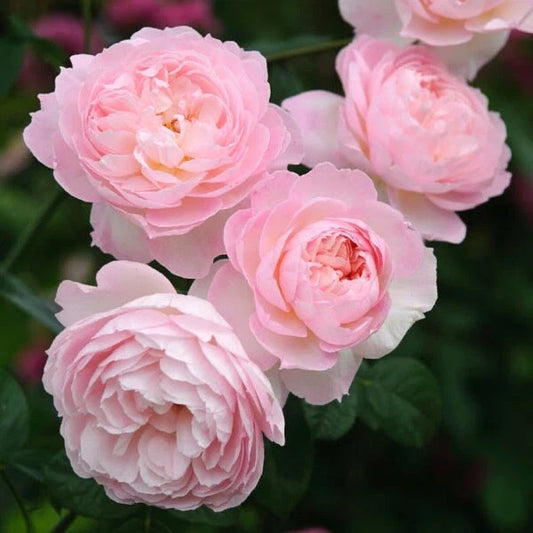 David Austin Rose Cuttings to Root - Retired Variety (3 Cuttings) - Perfect for Gardeners - Rosa 'David Austin'