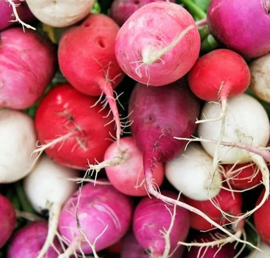 Easter Egg Radish Seeds Mix - 200+ Count - Red, Purple, White, Pink - Raphanus sativus - Vegetable Garden Seeds