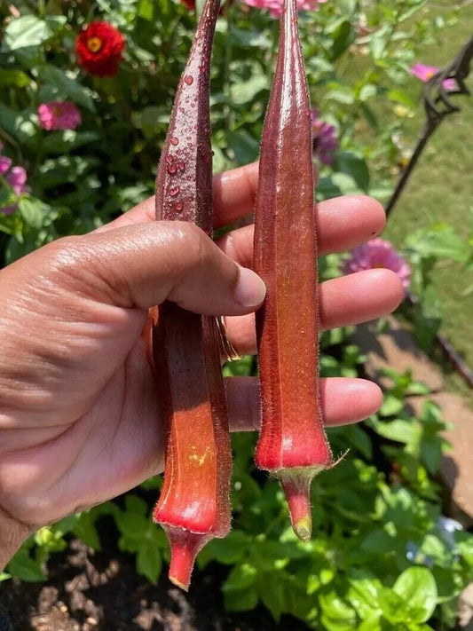 Red Burgundy Okra Seeds - 50+ Non-GMO Heirloom Seeds for Planting - Abelmoschus esculentus