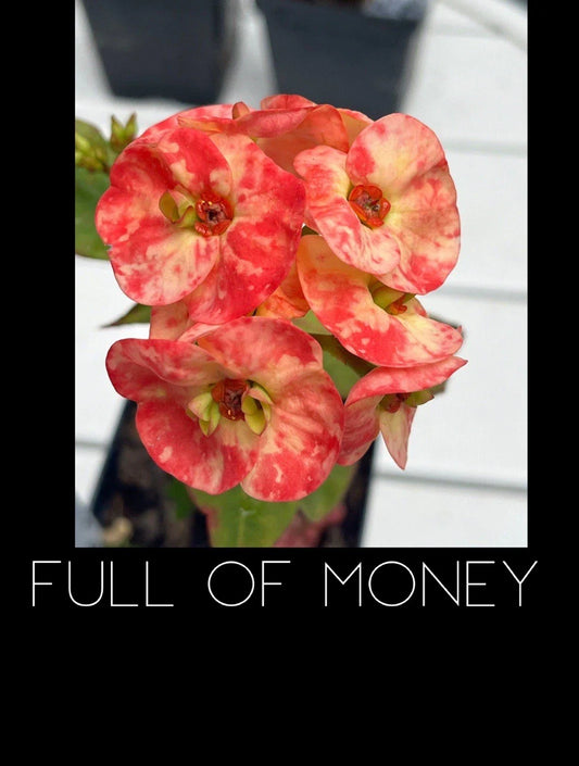 Crown of Thorns Plant - Rooted Euphorbia Milii - Full of Money Variety - Colorful Succulent Indoor Plant