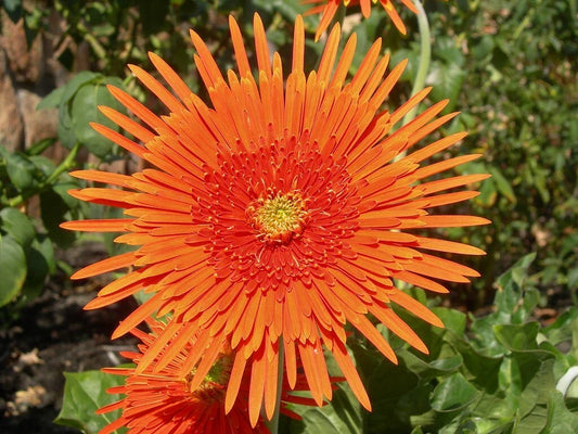 Orange Gerbera Spider Daisy Seeds - 50+ Pack for Garden Planting - Gerbera Jamesonii - USA