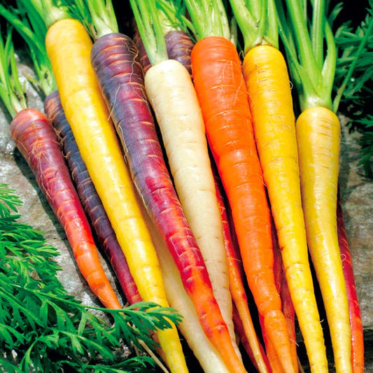 Rainbow Carrot Seeds 401+ Heirloom Variety 5 Colors Native Vegetable Garden Container