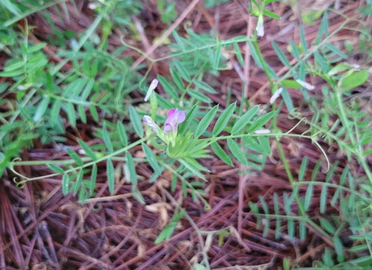 Pygmyflower Vetch Seeds | 15 Seeds | Vicia Minutiflora | Florida Native Flower | Bee Friendly Plant