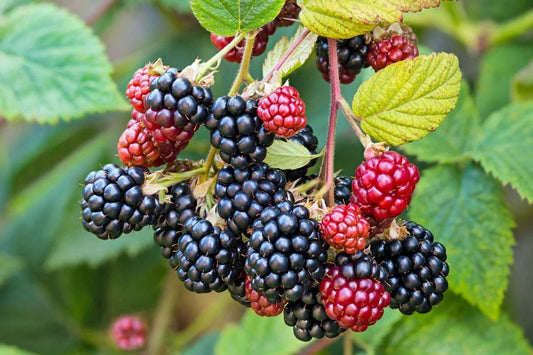 Southern Wild Blackberry Bush Starter Plants - 3 Bare Root Live Plants for Fruit Berries - Rubus argutus