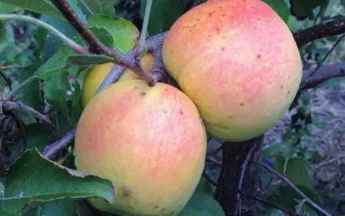 Suncrisp Apple Seeds - 25+ Pack for Garden Planting - Malus domestica - USA Grown, Non-GMO