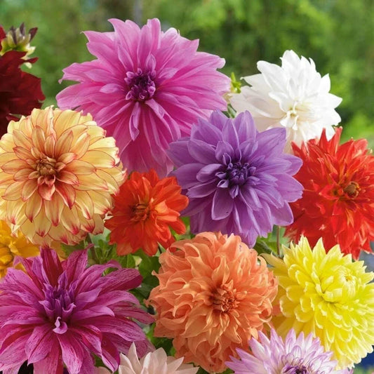 Dahlia Flower Bulb Mix - Huge Exotic Blooms - Assorted Colors - Dahlia spp.