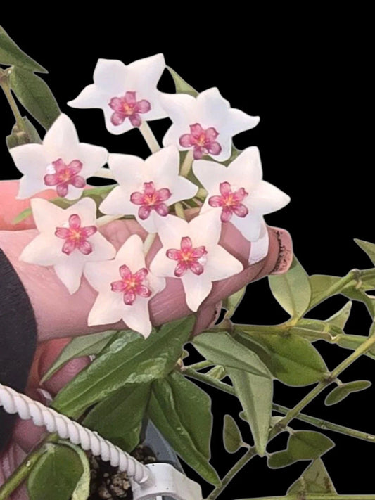Hoya Bella Starter Plant 3" Pot - Hoya Beauty (Hoya bella) - Rooted, Multiple Available