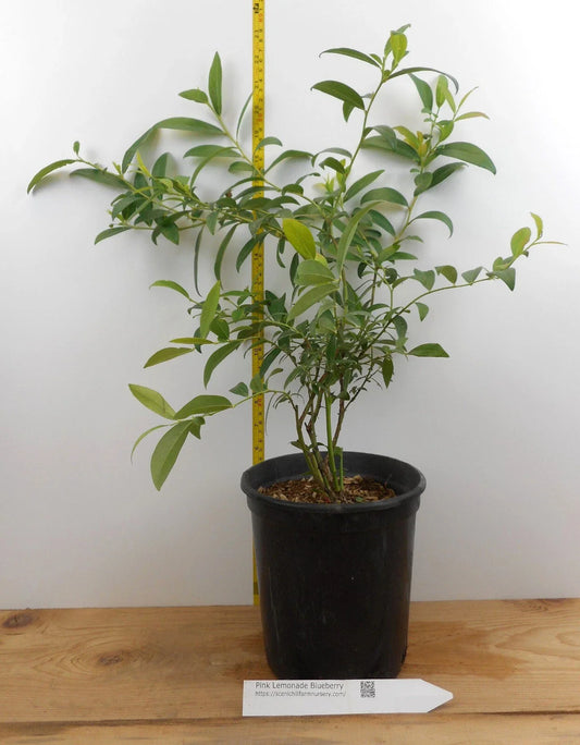 Pink Lemonade Plant - Large Gallon Container - 3 Year Old - Citrus × meyeri