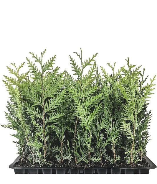 Emerald Green Arborvitae Trees - 3 Starter Plants for Privacy Screen - Thuja occidentalis 'Emerald Green' - 10-15 ft Height