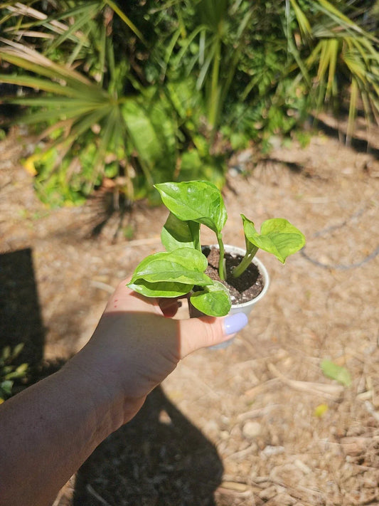 Lemon Meringue Pothos Live Plant in 2.5" Pot, Fully Rooted, Epipremnum aureum