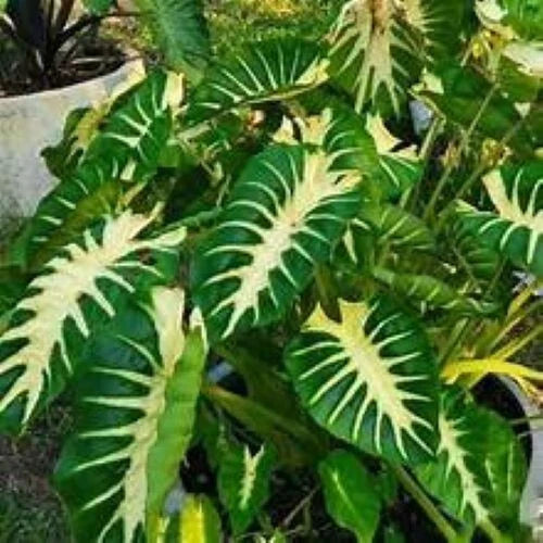 Maui Sunrise Colocasia esculenta - Small Rooted Starter Plant - Royal Hawaiian Elephant Ear
