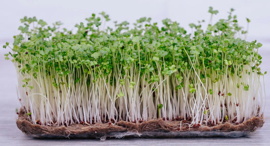 Pak Choi Microgreen Seeds | 40,000+ Bok Choy Cabbage Seeds | Fresh Garden Seeds USA | Brassica rapa