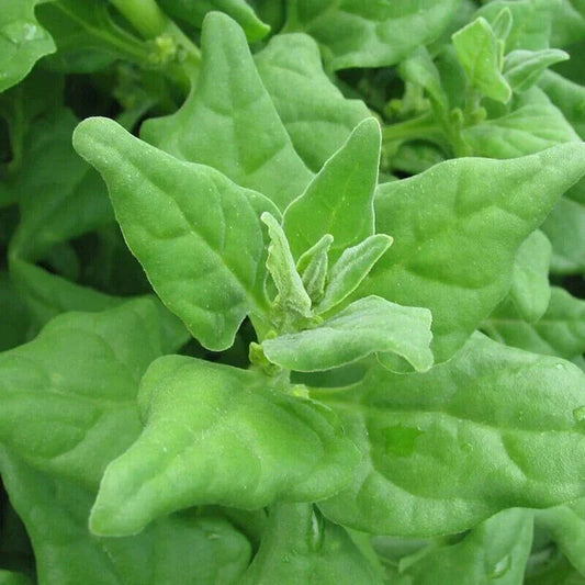 New Zealand Spinach Seeds - 50 Non-GMO Seeds for Home Gardening - Tetragonia tetragonoides - Free Shipping