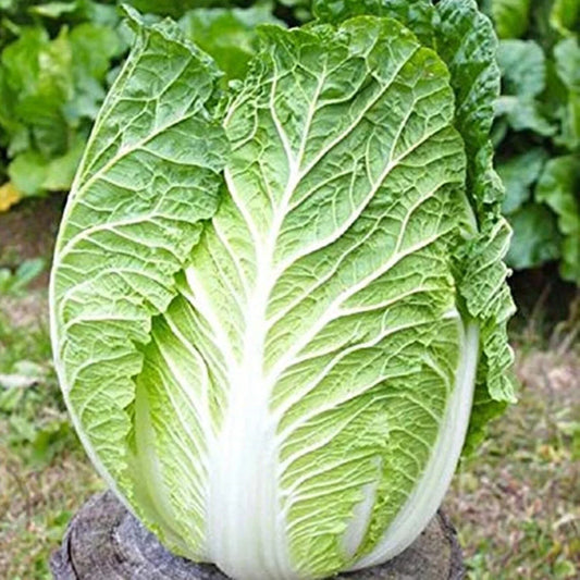 Kyoto No 3 Japanese Napa Cabbage Seeds - 400+ Seeds - Chinese Lettuce - Bok Choy - Brassica rapa var. nipposinica